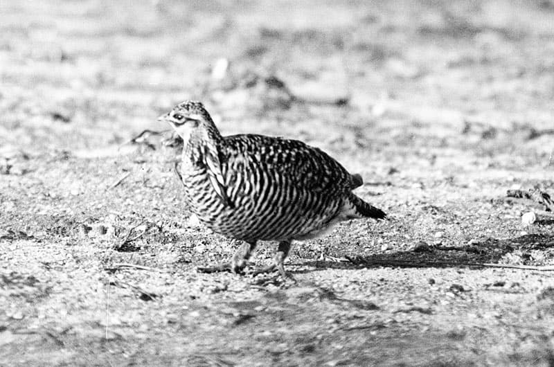 heath hen