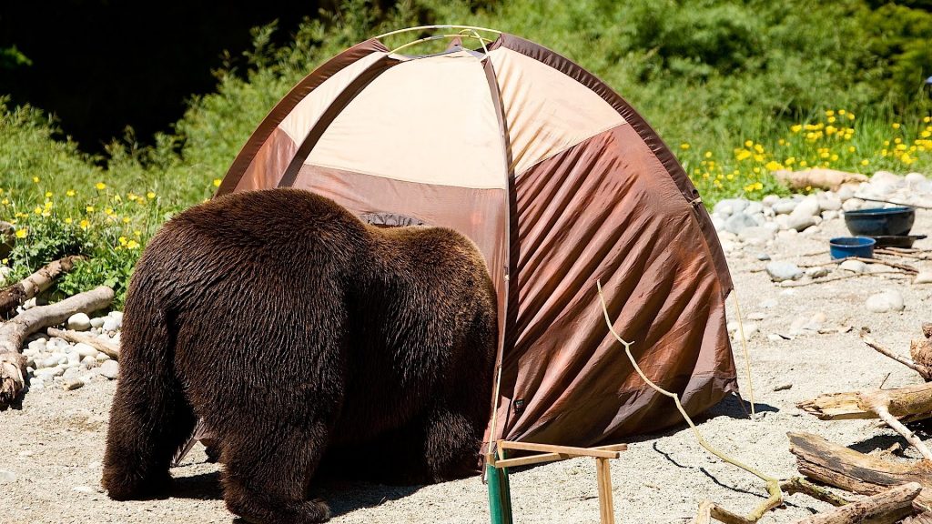 Bear in Campsite, Howcast