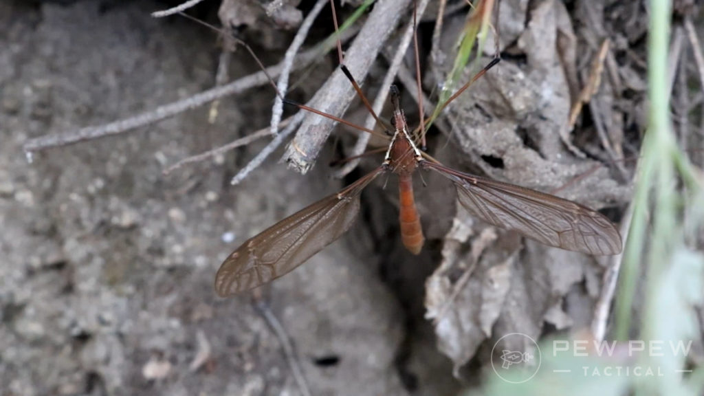 4. Giga Cranefly