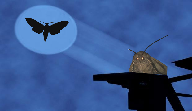 moth