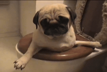Toilet Pug