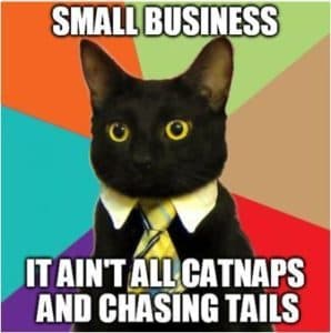 small business cat meme