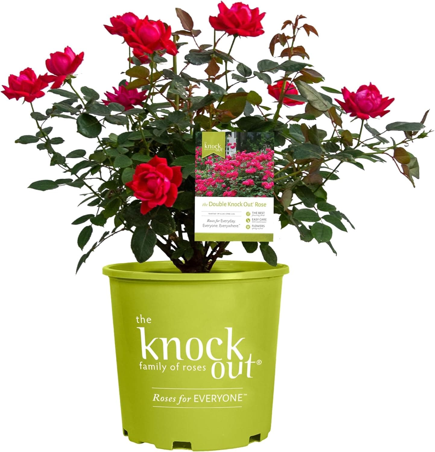 Rose Bushes