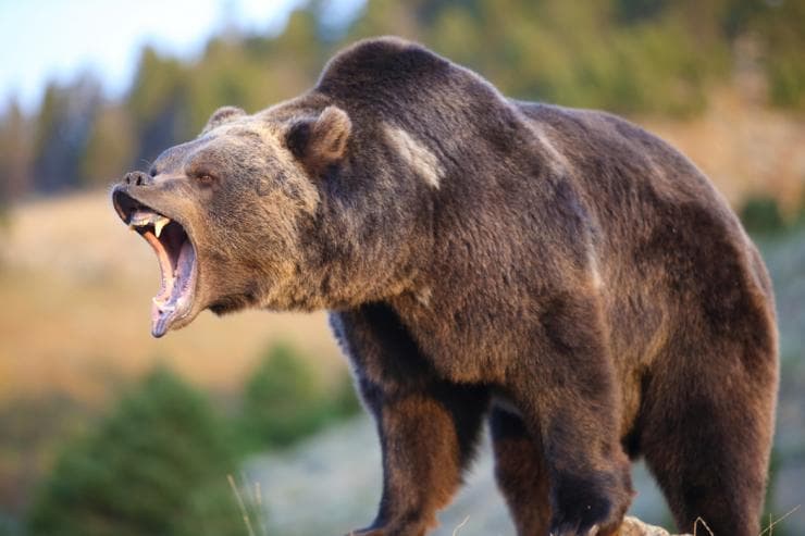 Grizzly