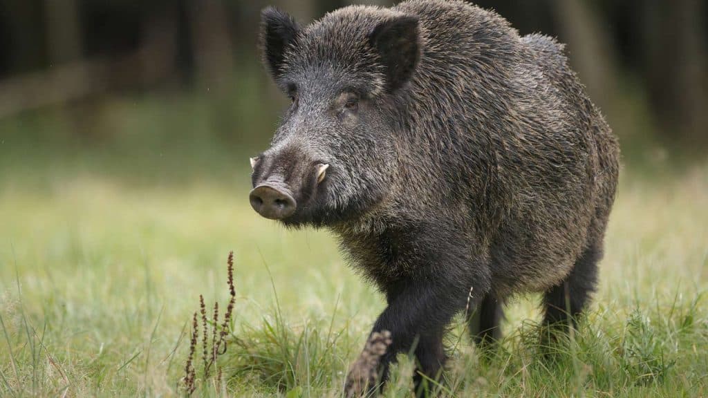 Post Thumbnail Image for post: Hunting Wild Boar in California
