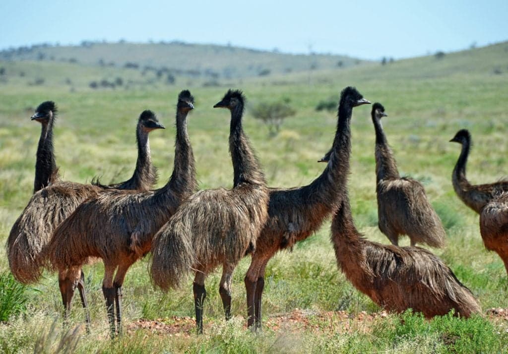 Post Thumbnail Image for post: A Picture from History: The Great Emu War of 1932