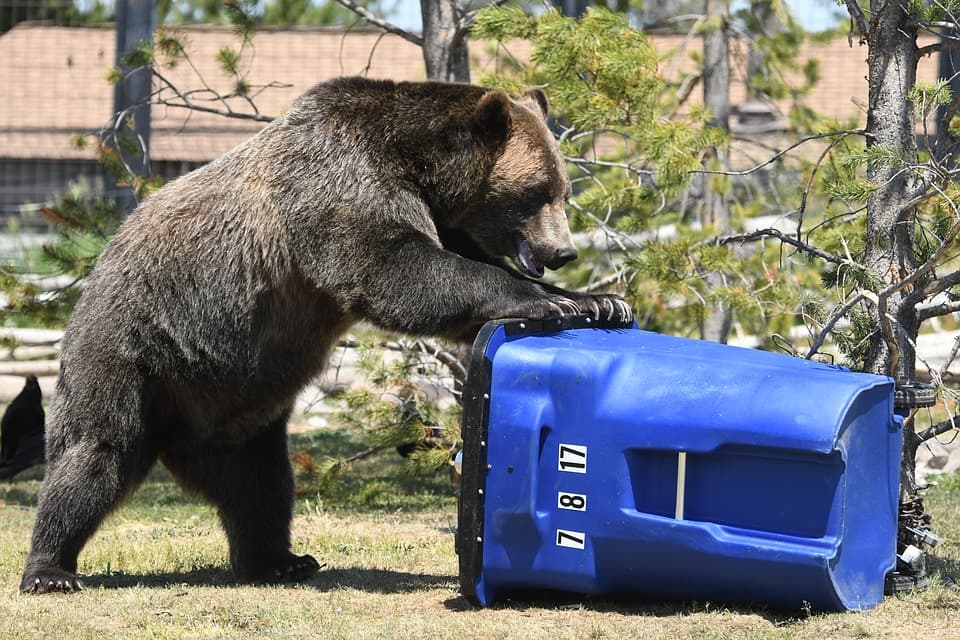 Bear with trash can