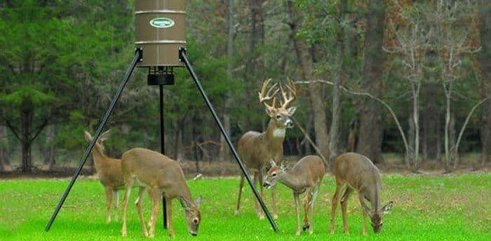 Deer being fed