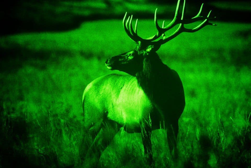 Deer Through Night Vision