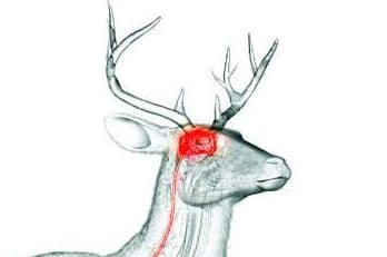 Deer brain