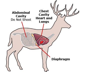 Deer vital areas
