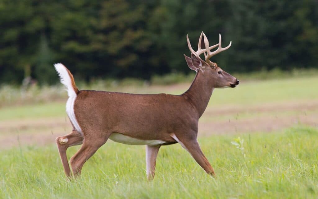 Whitetail Deer