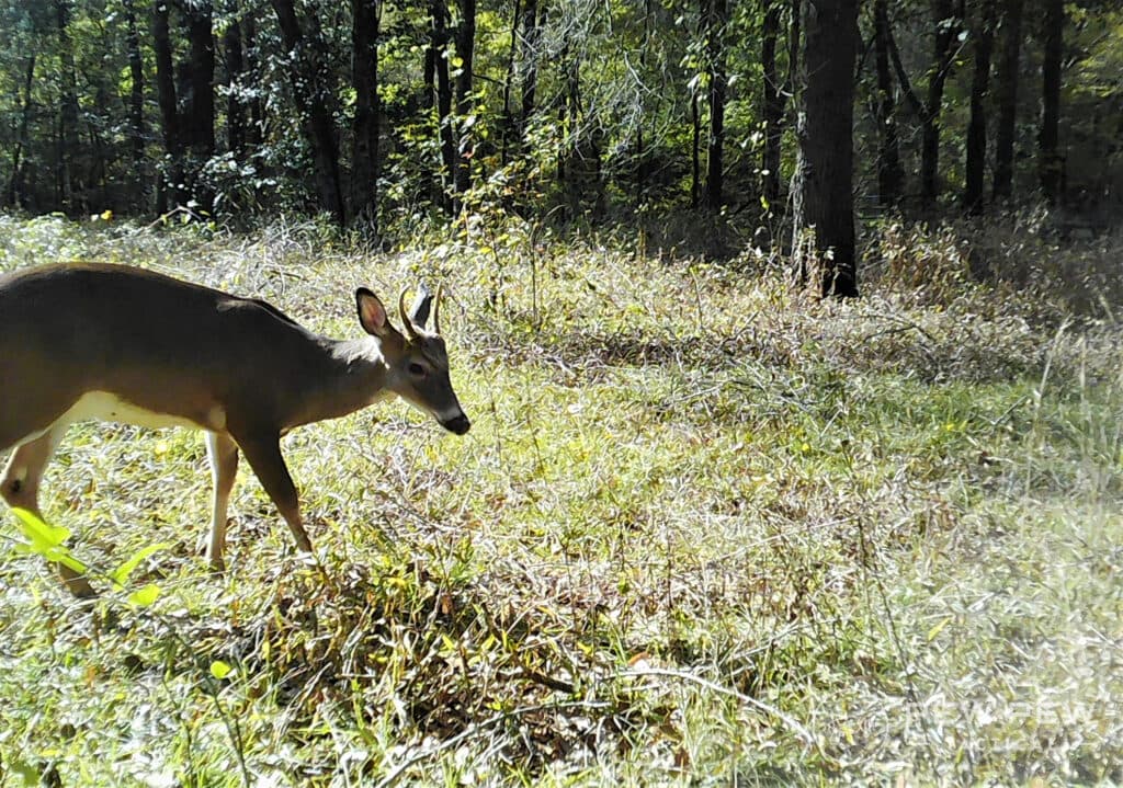 Trail Cams Deer