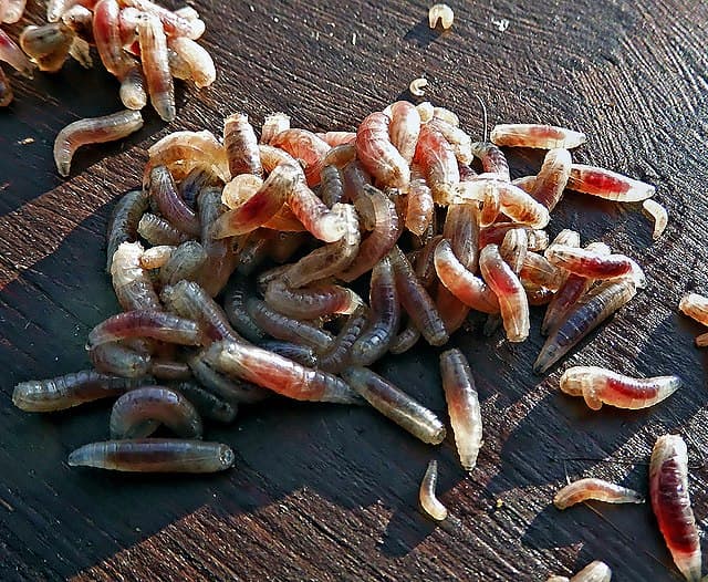Maggots