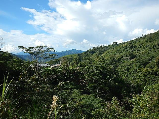 Peruvian Jungle