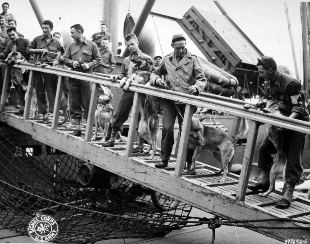 Post Thumbnail Image for post: A Picture From History: Dogs For Defense