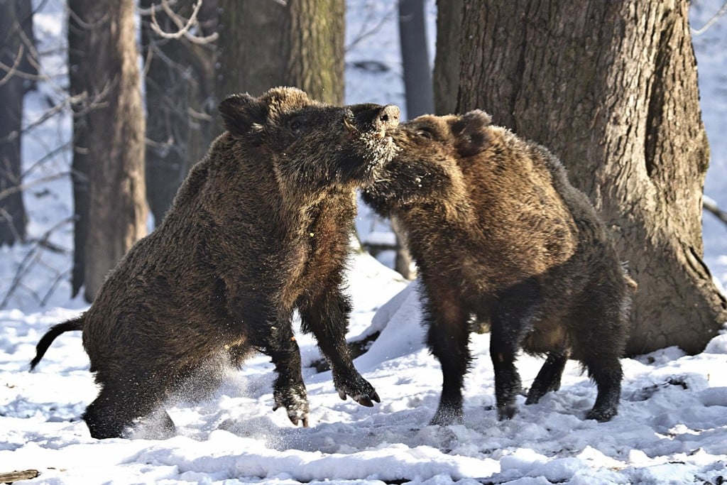 Two Pigs in the Snow