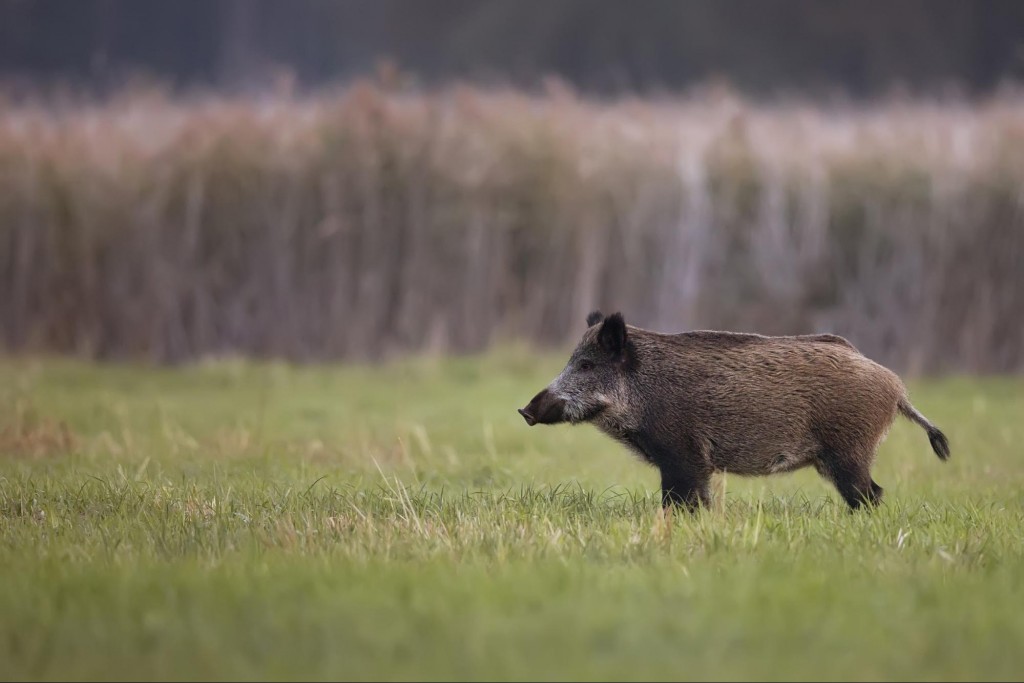 Wild Boar, Sus scrofa