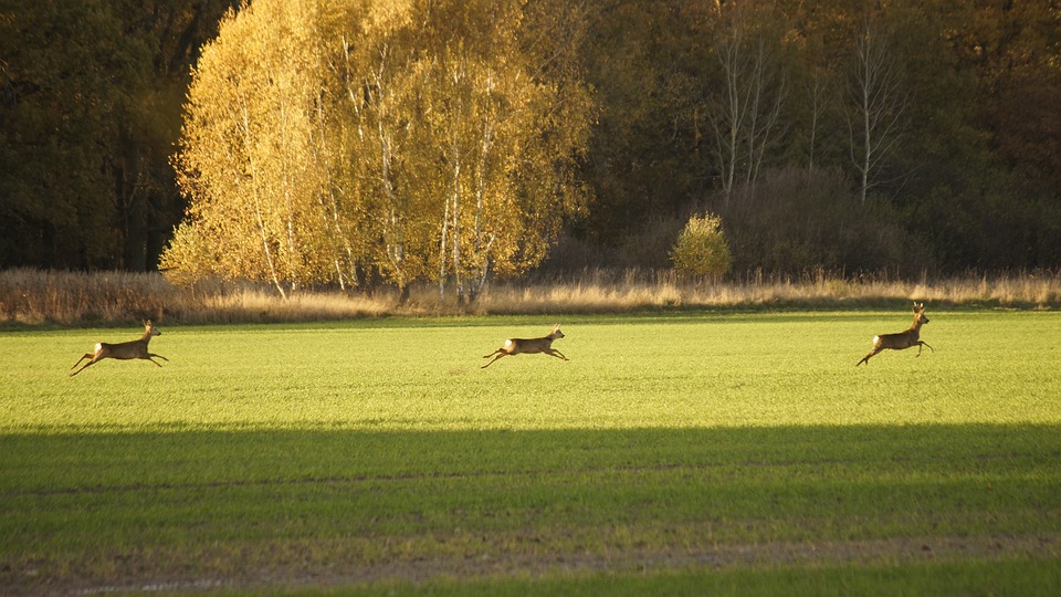 Spooked Deer