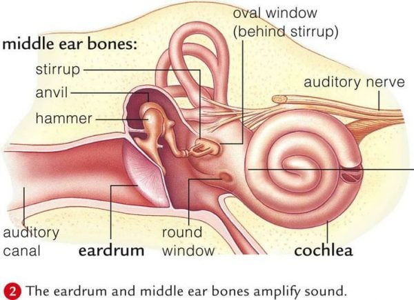 Anatomy of the Ear