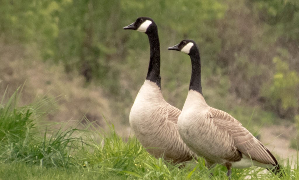 canada goose
