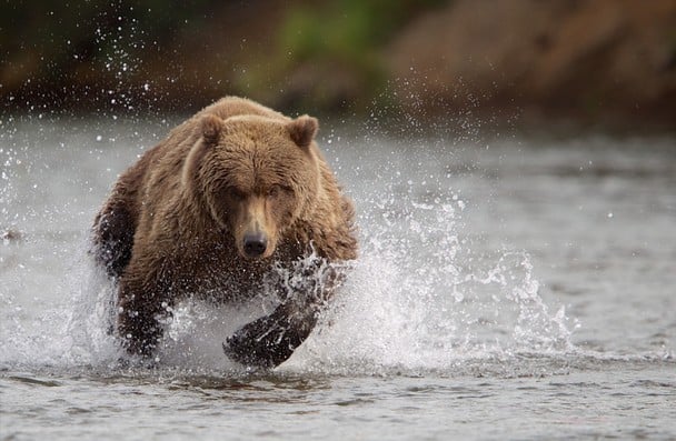 charging bear
