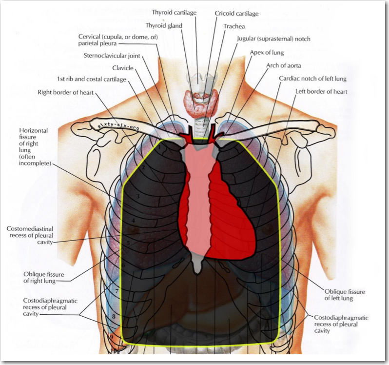 Body Armor Anatomy