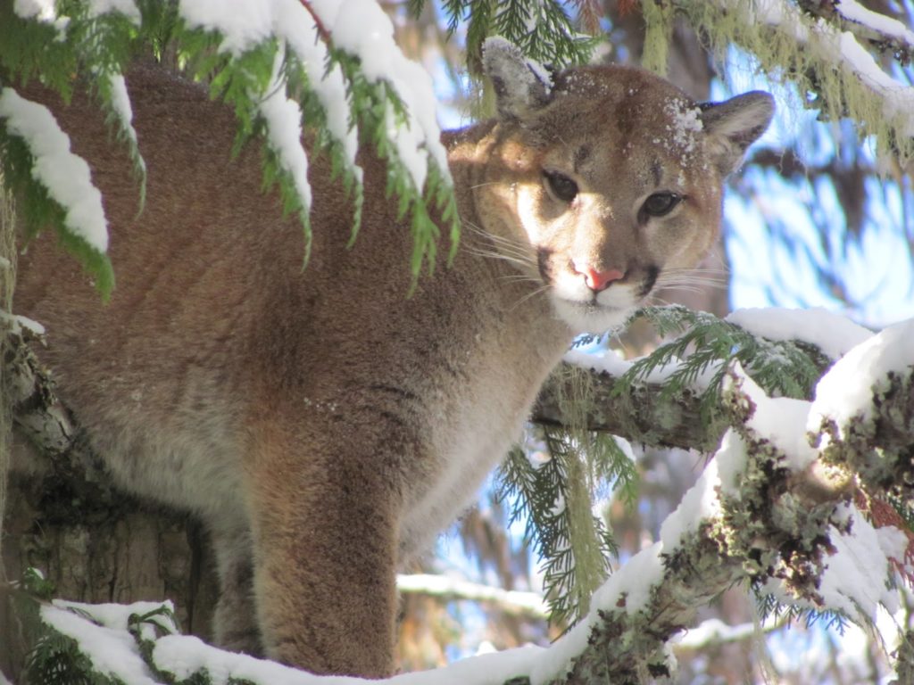 mountain lion in snowy tree