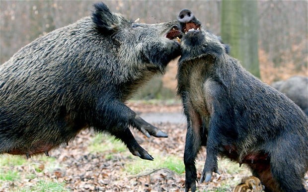 wild boar fighting