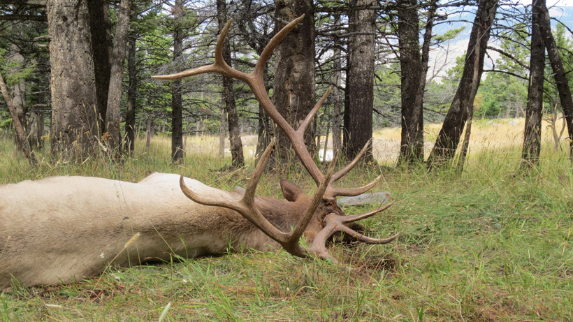 Large-bull-elk-on-the-ground-guided-by-Jay-Scott