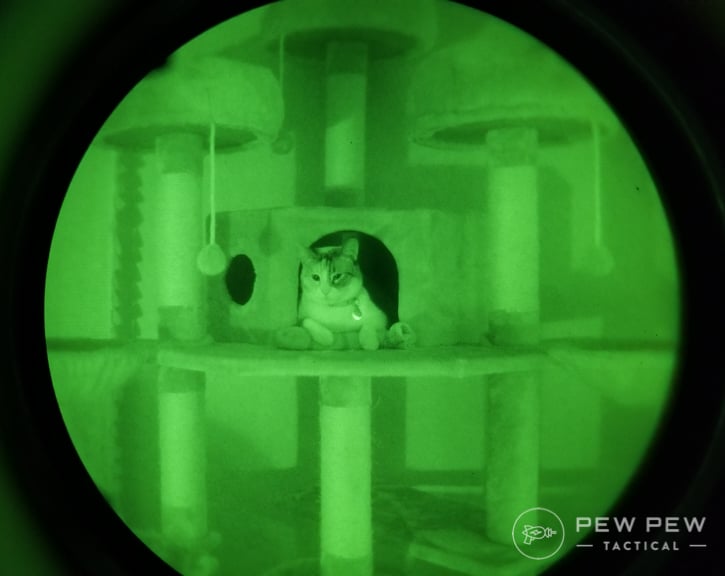 Night Vision Cat