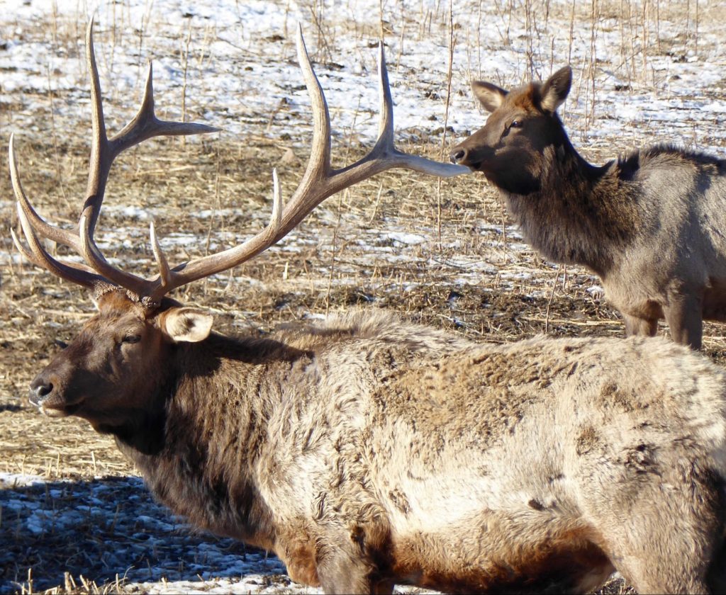 The 300 Win Mag is perfect for hunting big elk