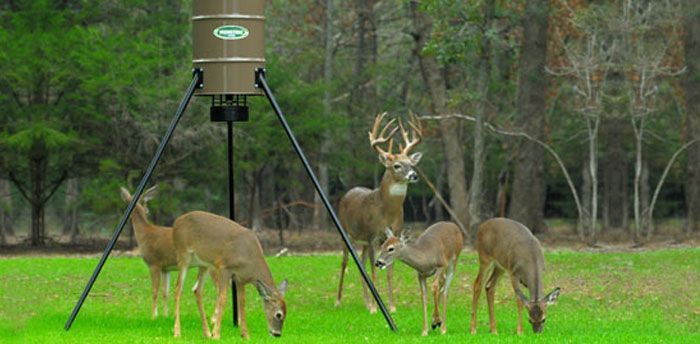 deer feeding information