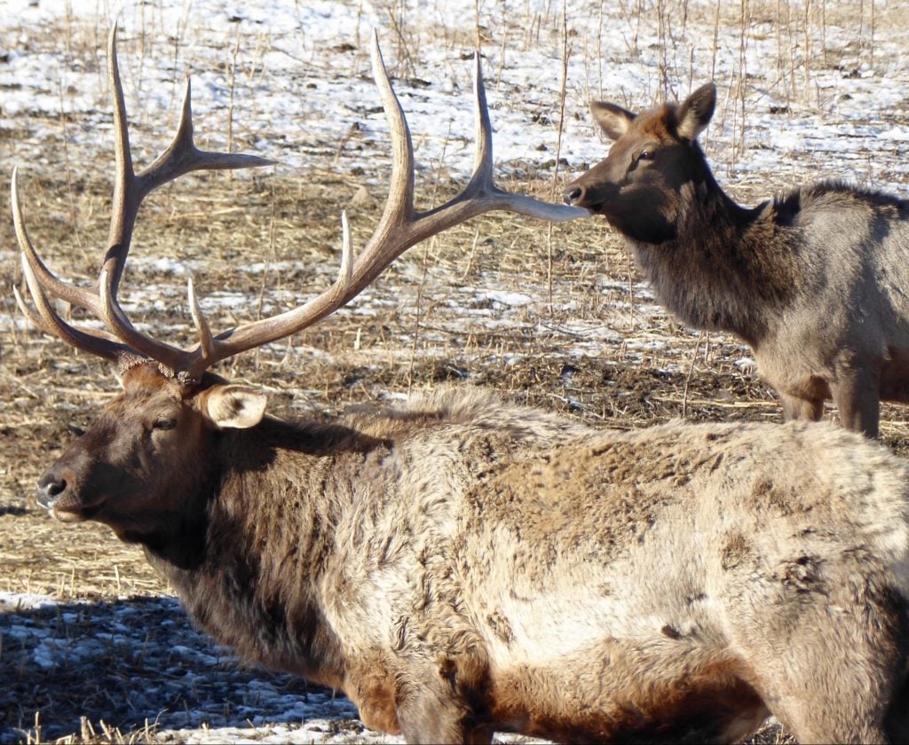 A good spotter will allow you check a bull like this from a long distance.