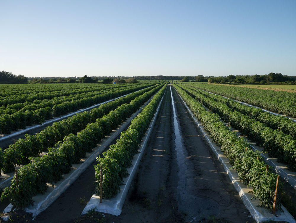 tomato field