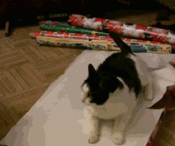 gift wrap cat