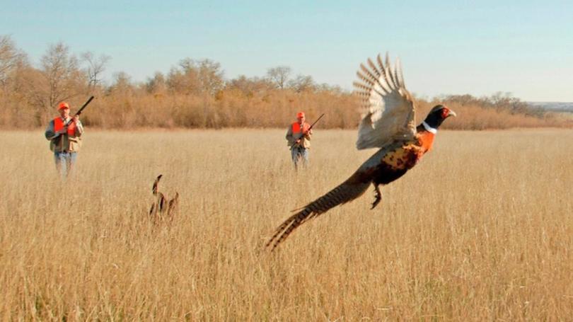 Pheasant Hunt