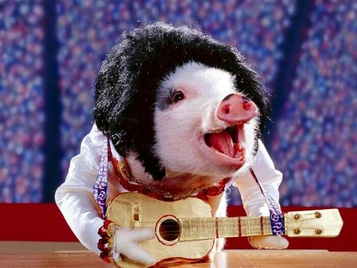 rock n roll pig