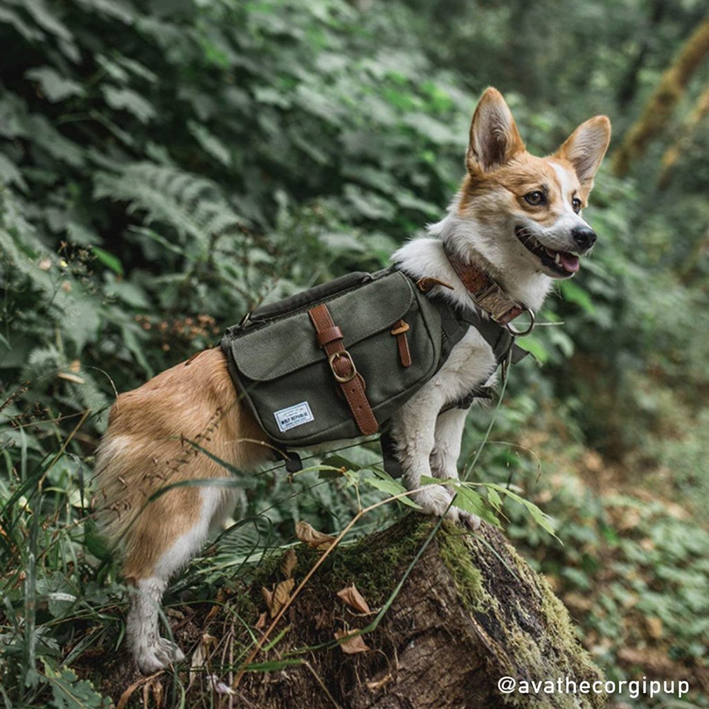 Wolf Republic Ranger Dog Pack