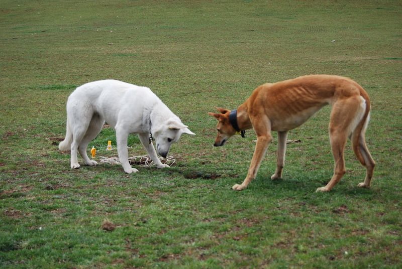 German Shepherd and Greyhound