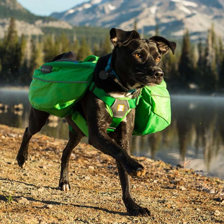 Dog Bug Out Bag Guide Complete Checklist Pew Pew Tactical