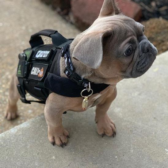 Smol Tactical Doggo