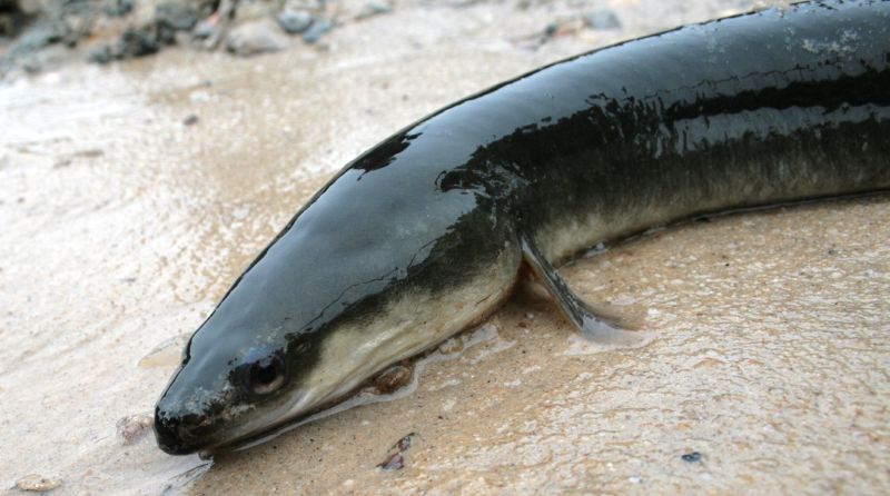 American eel