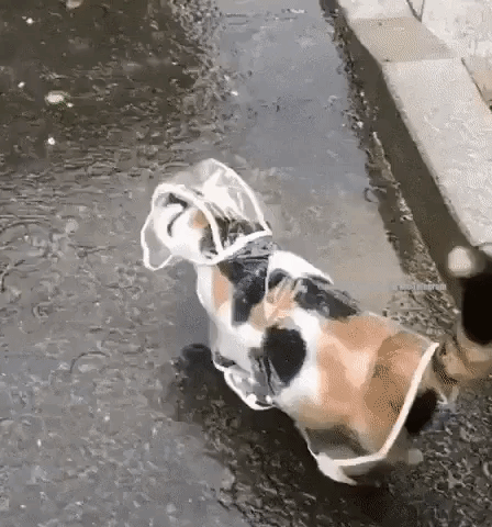 Cat Rain Coat