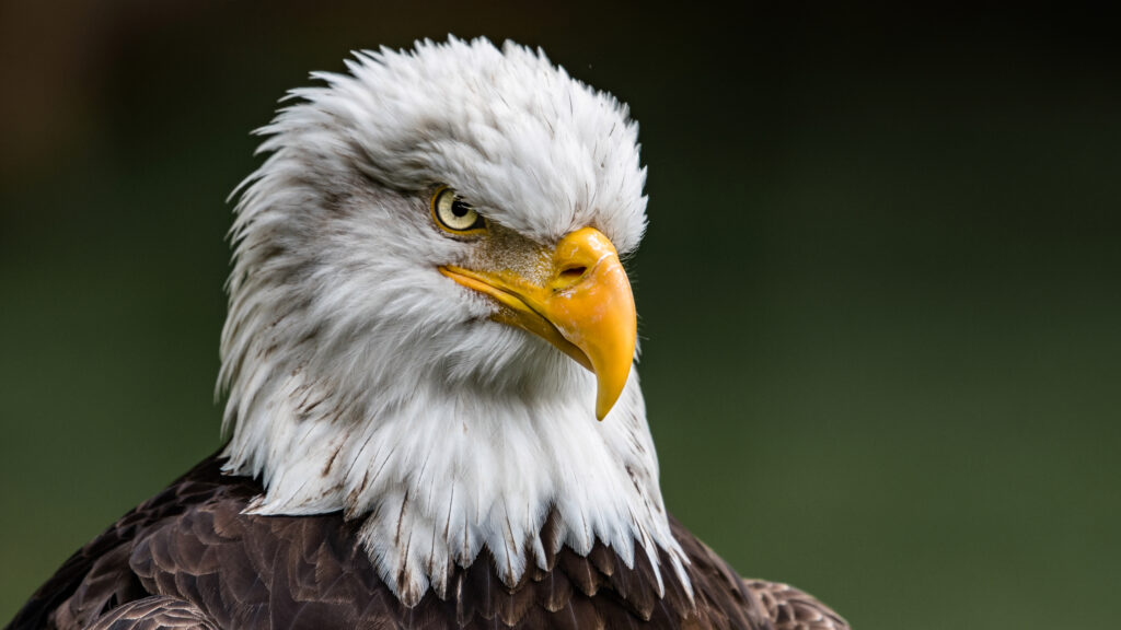 The stare of a Bald Eagle