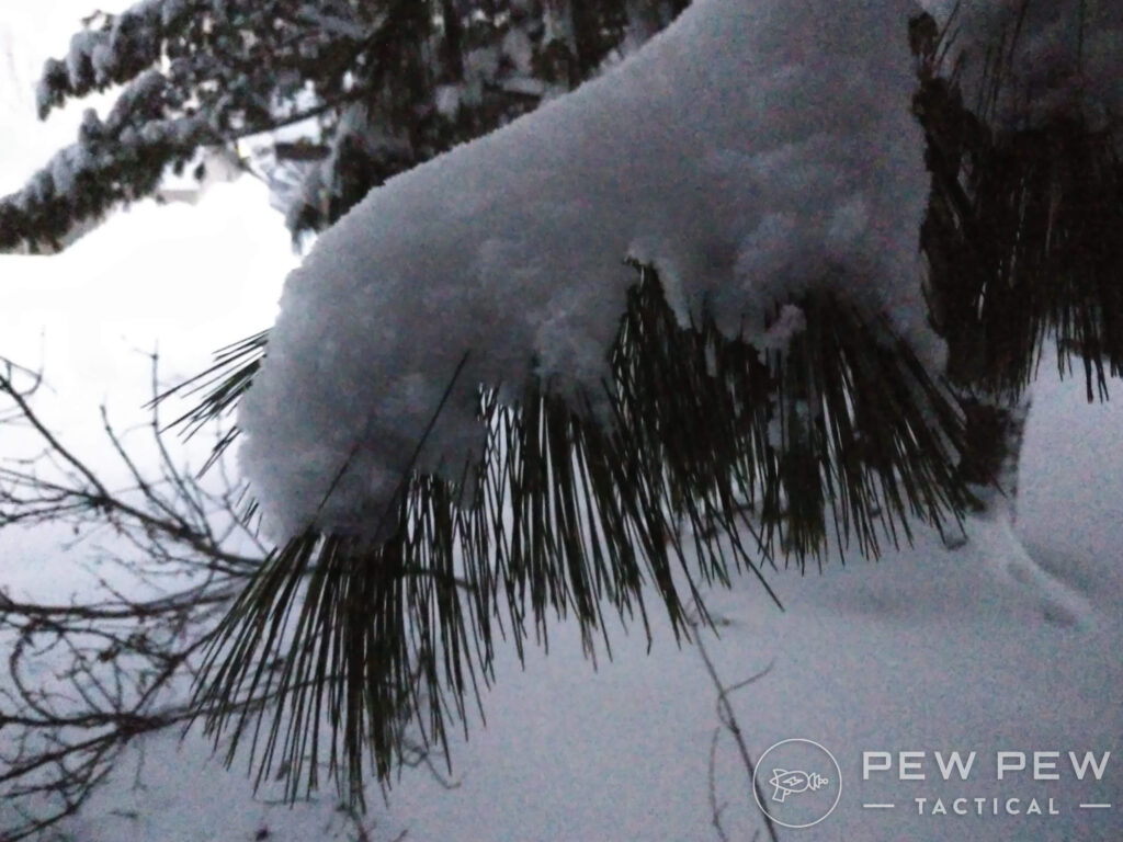 Snow on Pine Needles