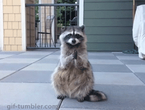 Raccoon