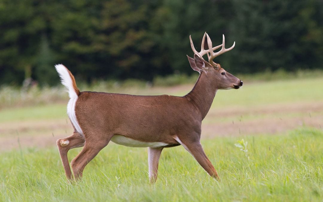 best deer hunting pants