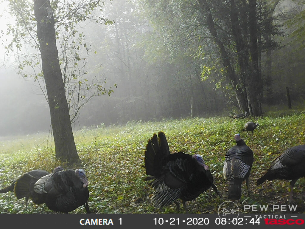 Trail Cams Turkeys
