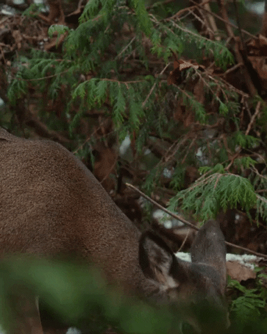Deer